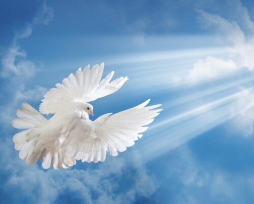 Фото 1. Изображен белый голубь, летящий по голубому небу. На голубя направлен луч света.